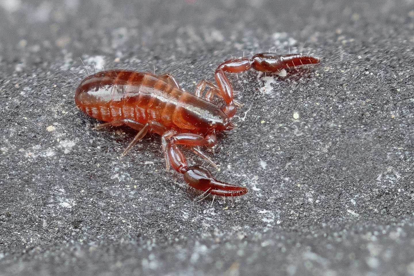 Pseudoscorpione